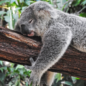 schlafender Koala aufm Ast